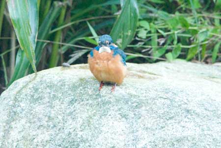 カワセミ
