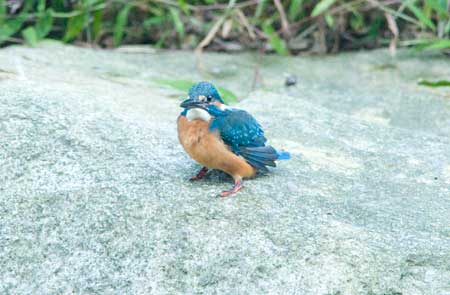 カワセミ