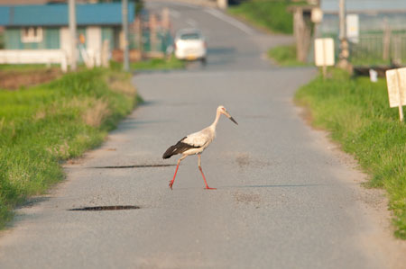 コウノトリ