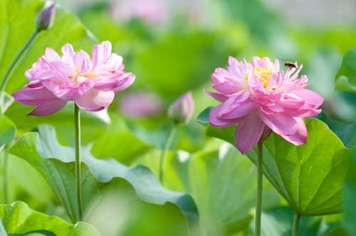 ハスの花