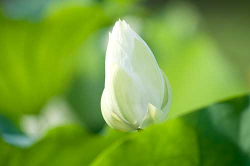 ハスの花