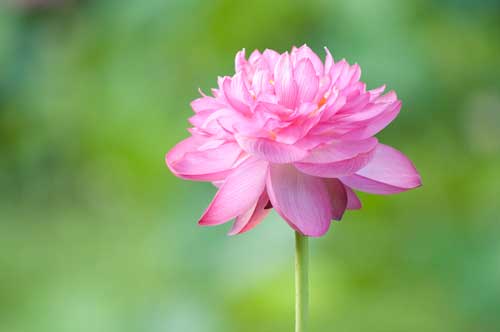 ハスの花