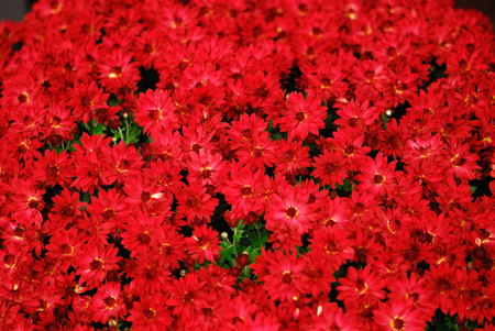 赤い菊