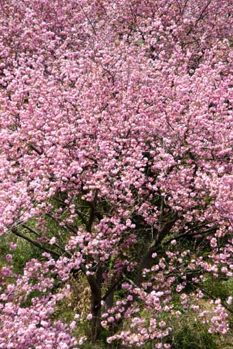 来日岳入り口八重サクラ