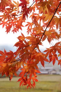 紅葉