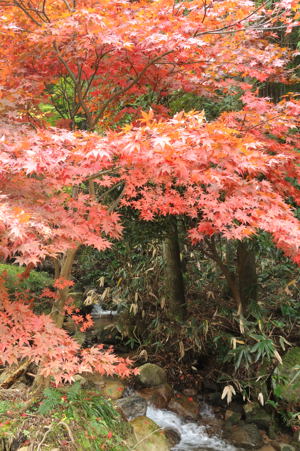 紅葉