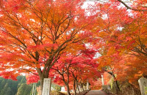 円通寺の紅葉 料理人の美味しい話