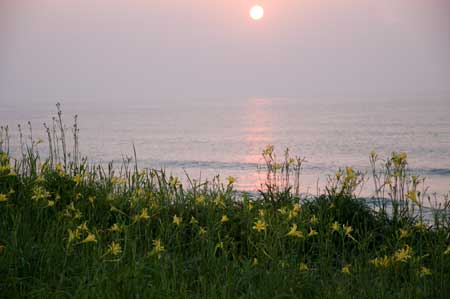 夕日とユウスゲ